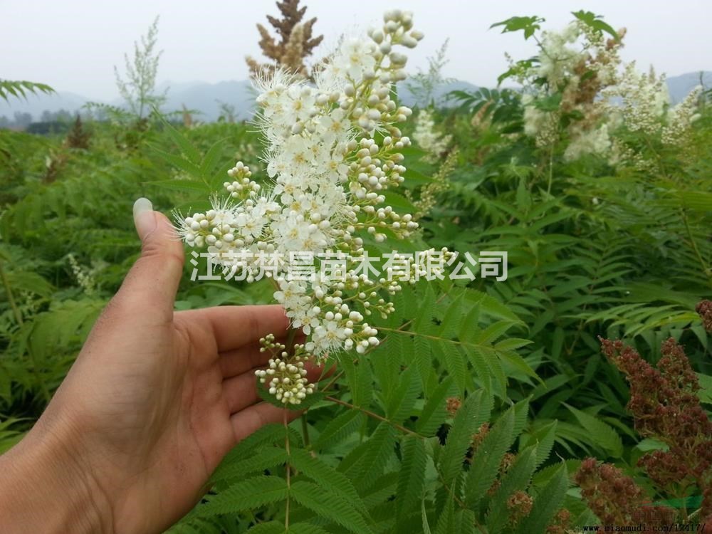 江蘇珍珠梅 珍珠梅基地圖片/江蘇珍珠梅 珍珠梅基地報(bào)價(jià)