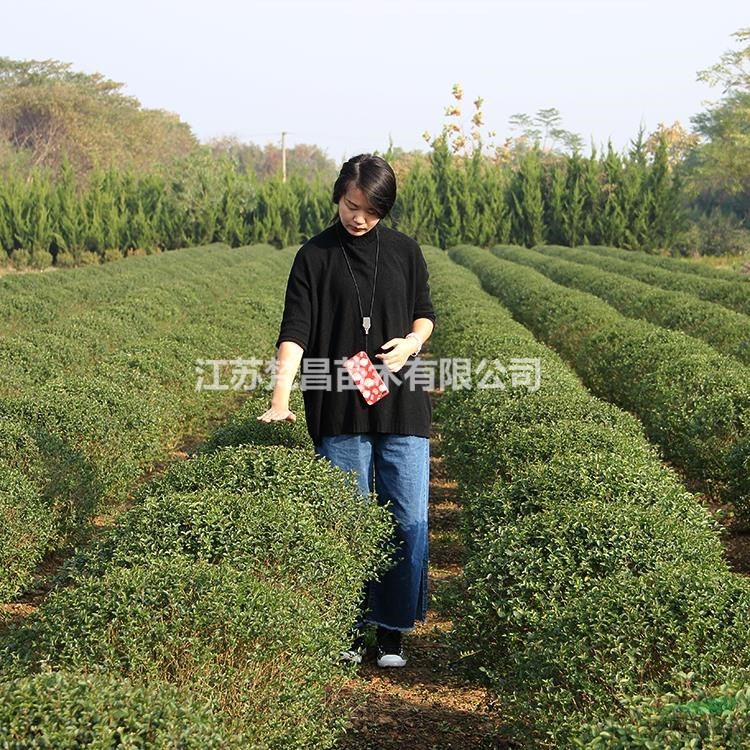 江蘇供應(yīng)小葉女貞球 小葉女貞球價(jià)格 小葉女貞球基地規(guī)格齊全