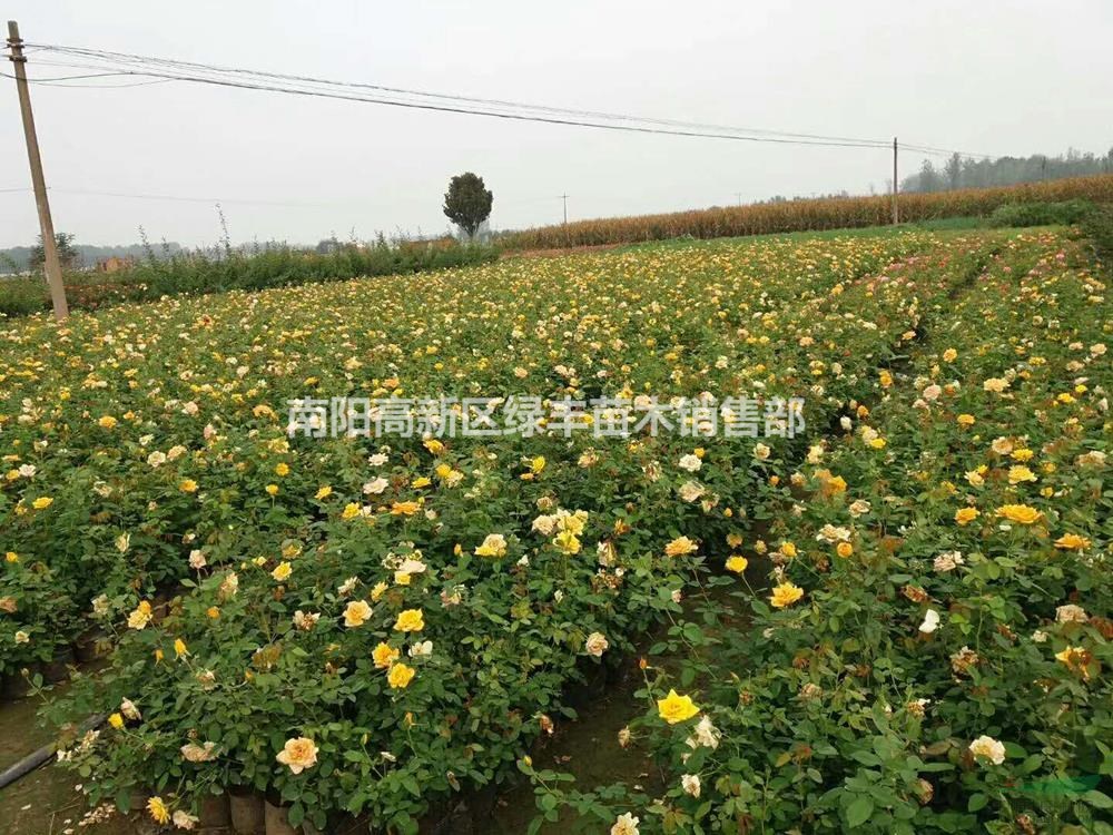 2019年河南河南月季 南陽月季基地 月季新報價