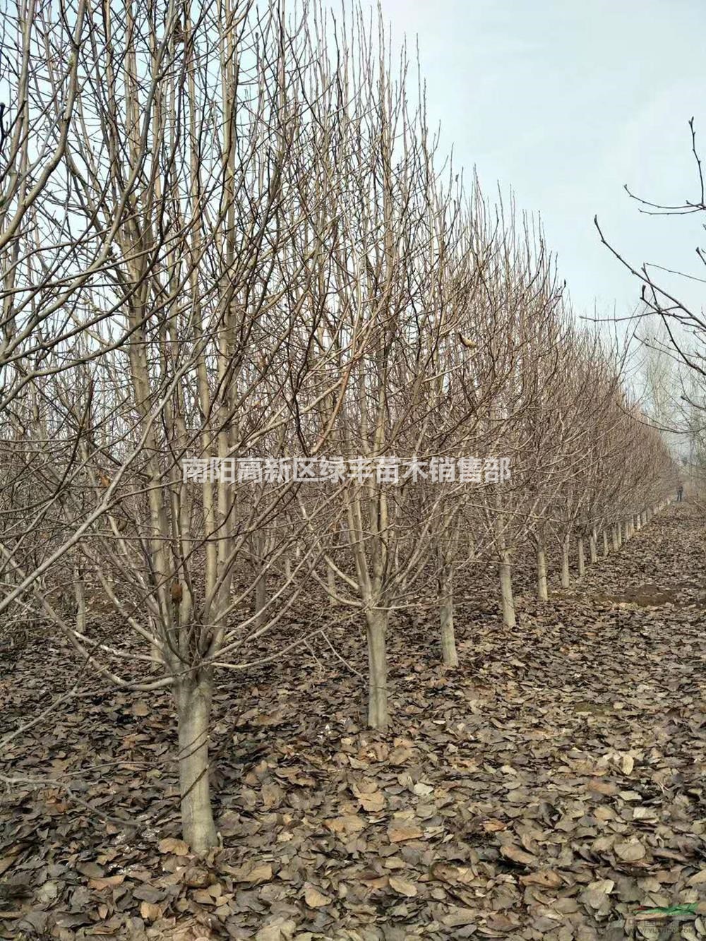 2019年河南河南紅白玉蘭 紅白玉蘭農(nóng)戶新報價