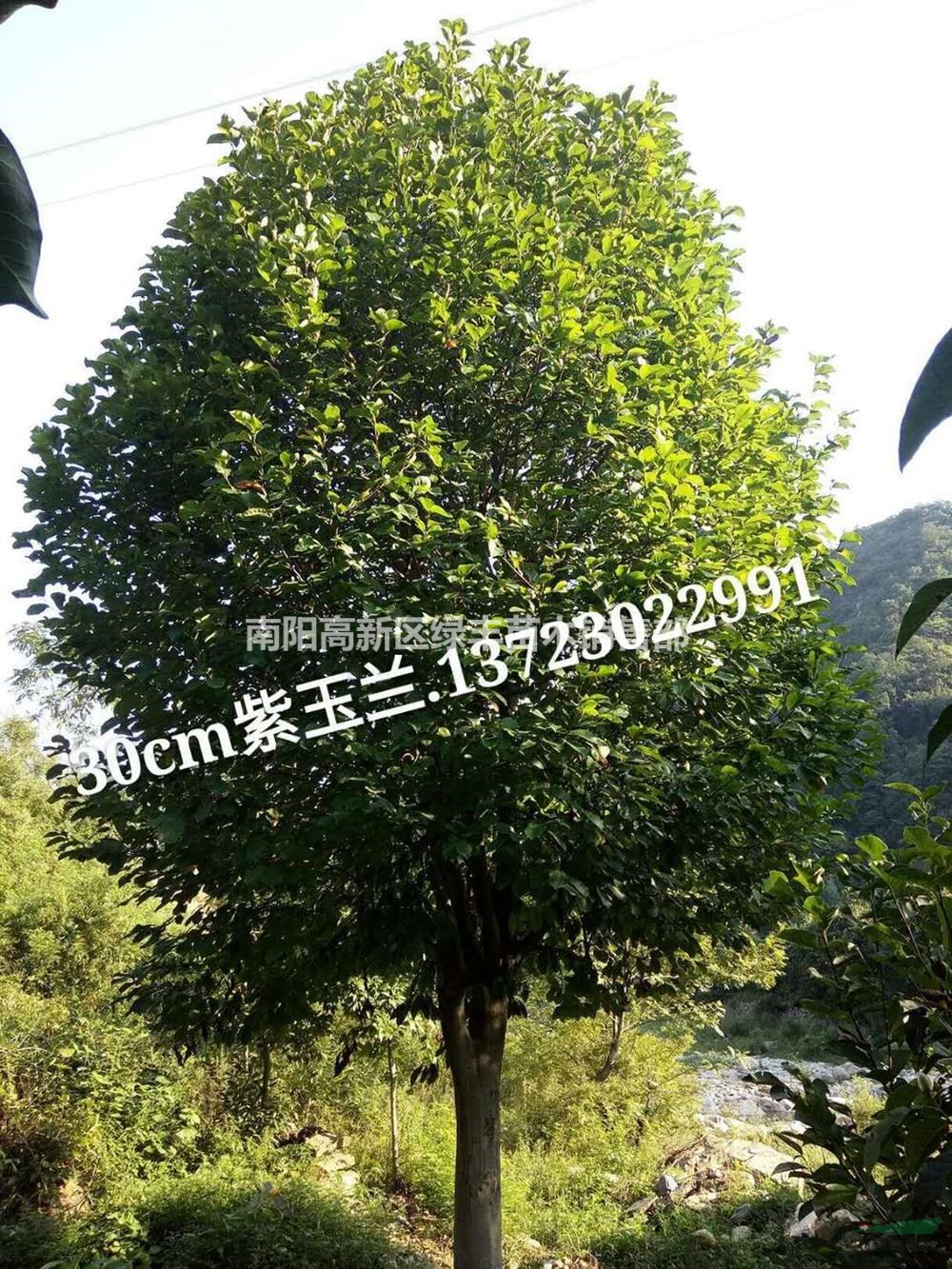 2019年河南河南紅白玉蘭 紅白玉蘭農(nóng)戶新報價
