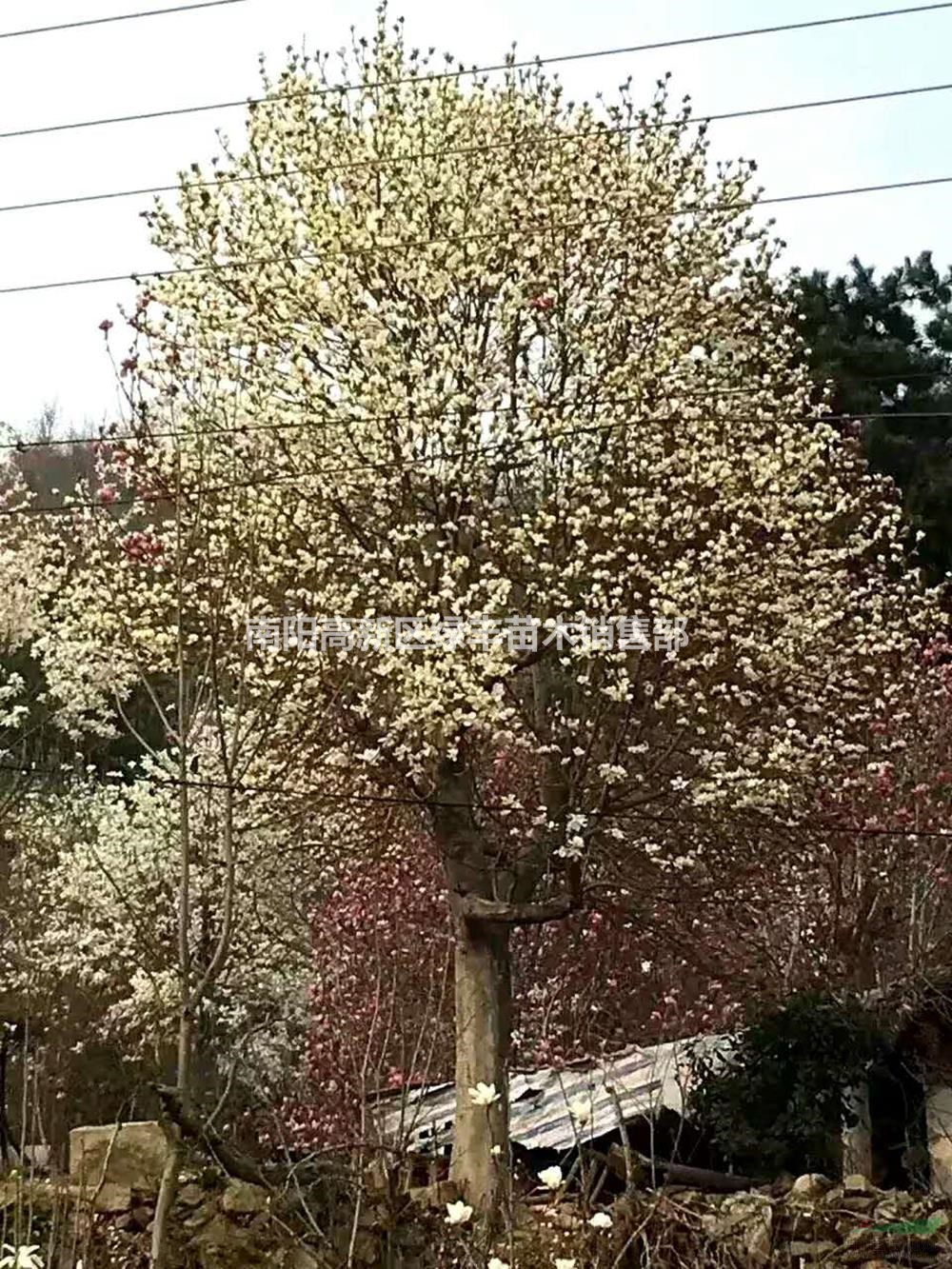 南陽(yáng)紅白玉蘭 紅白玉蘭基地行情報(bào)價(jià)/南陽(yáng)紅白玉蘭 紅白玉蘭基地圖片展示