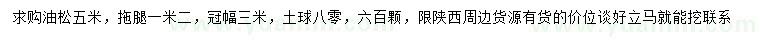 求購5米油松