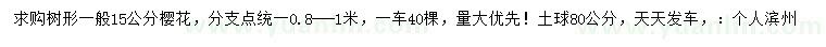 求購15公分櫻花