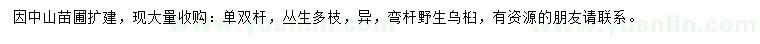 求購野生烏桕