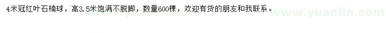 求購(gòu)4米冠紅葉石楠球