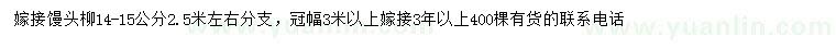 求購14-15公分饅頭柳