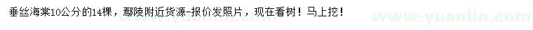 求購10公分垂絲海棠