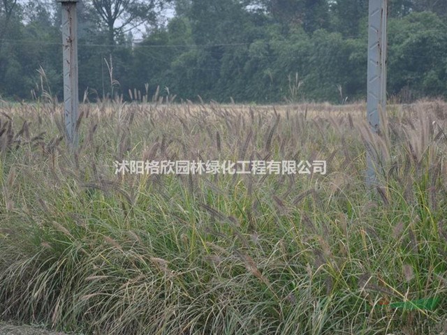2019年江蘇紫穗狼尾草新報(bào)價(jià)