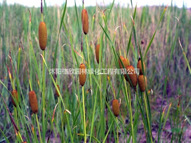 江蘇香蒲供應(yīng)//江蘇水生植物香蒲/香蒲價格行情價格/水蔥報價