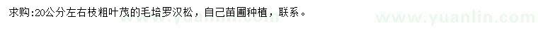 求購(gòu)20公分左右羅漢松