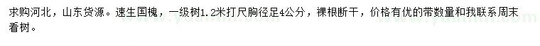 求購速生國槐
