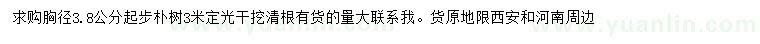 求購胸徑3.8公分以上樸樹(shù)