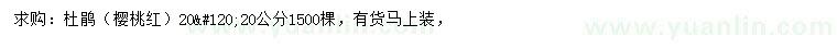 求購(gòu)20公分杜鵑