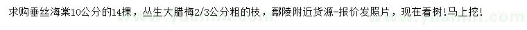 求購垂絲海棠、叢生大臘梅