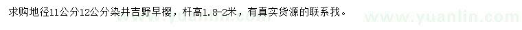求購11、12公分染井吉野早櫻