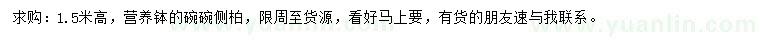 求購(gòu)高1.5米側(cè)柏