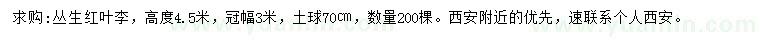 求購高4.5米叢生紅葉李