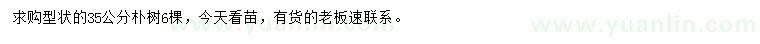 求購35公分樸樹