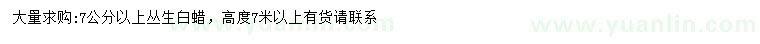 求購7公分以上叢生白蠟