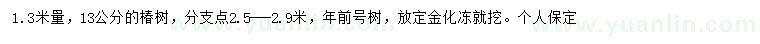 求購1.3米量13公分椿樹