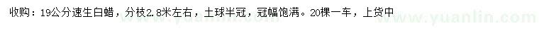 求購(gòu)19公分速生白蠟