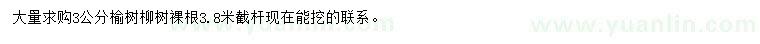 求購(gòu)3公分榆樹