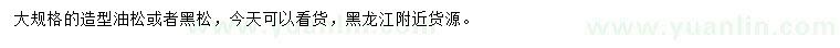 求購大規(guī)格造型油松或者黑松