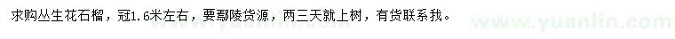 求購冠1.6米左右叢生花石榴