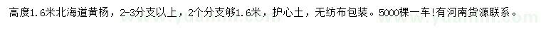 求購高度1.6米北海道黃楊