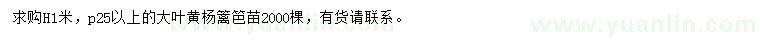 求購高1米大葉黃楊