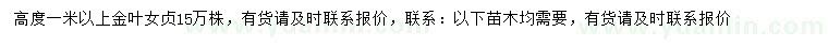 求購高度1米以上金葉女貞
