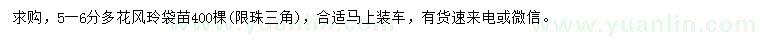 求購(gòu)5-6公分多花風(fēng)鈴
