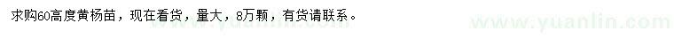 求購高60公分黃楊