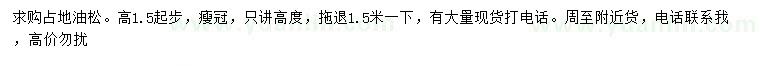 求購高1.5米起步占地油松