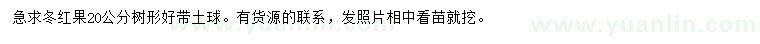 求購20公分冬紅果