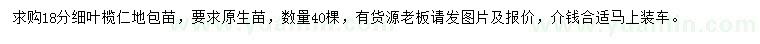求購18公分細葉欖仁