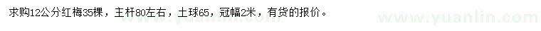 求購12公分紅梅