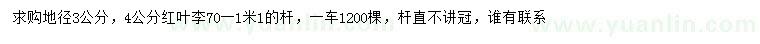 求購(gòu)地徑3、4公分紅葉李