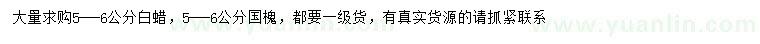 求購5-6公分白蠟、國槐