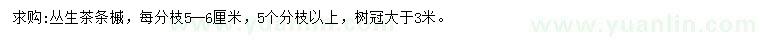 求購5分枝以上叢生茶條槭