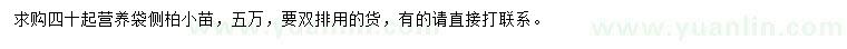 求購四十公分以上側(cè)柏小苗