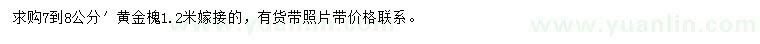 求購7-8公分黃金槐