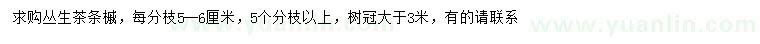求購(gòu)冠幅3米以上叢生茶條槭