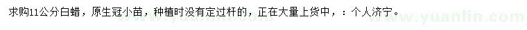 求購11公分白蠟