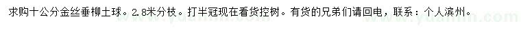 求購10公分金絲垂柳