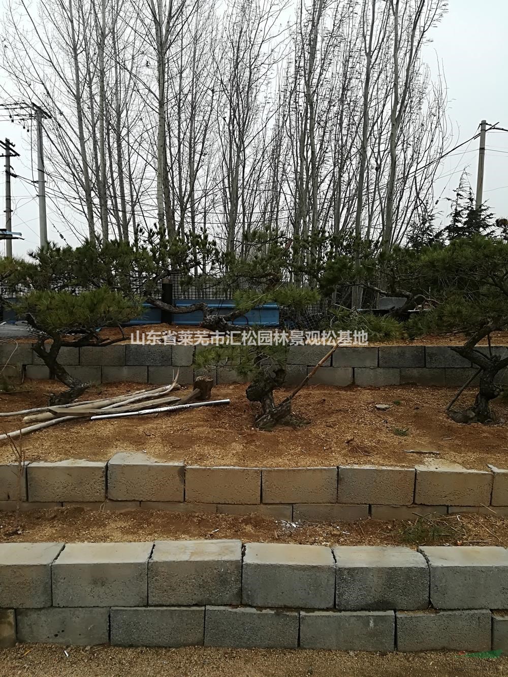 山東供應造型油松規(guī)格齊全/萊蕪匯景景觀松基地