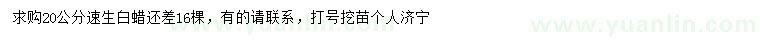 求購20公分速生白蠟