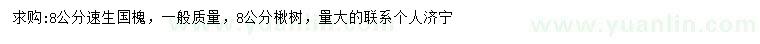 求購8公分速生國槐、楸樹