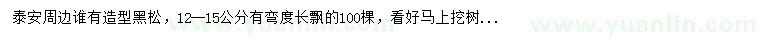 求購(gòu)12-15公分造型黑松